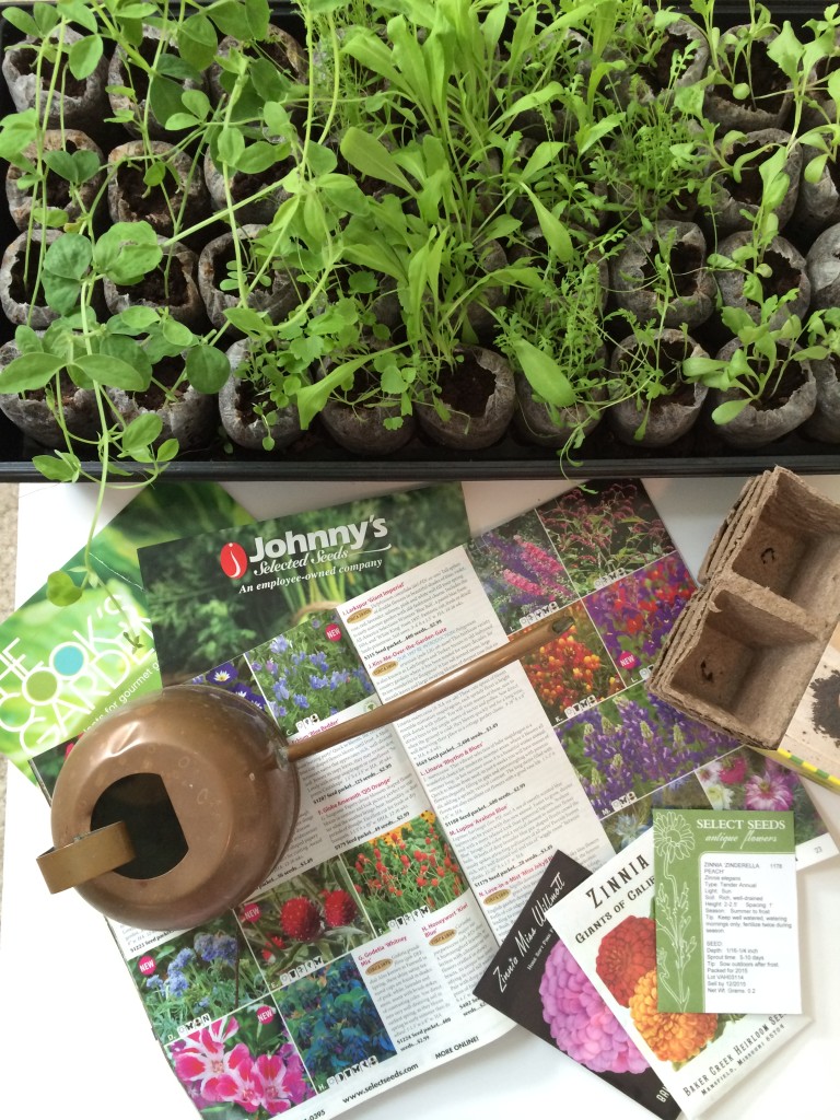 Tips to Grow Your Seed Collection